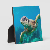 Groen Zee schildpad zwemt over koraalrif |Hawaii Fotoplaat (Voorkant)