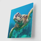 Groen Zee schildpad zwemt over koraalrif |Hawaii Vierkante Klok (Hoek)