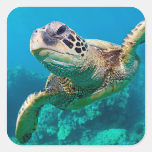 Groen Zee schildpad zwemt over koraalrif  Hawaii Vierkante Sticker