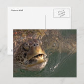 Groen Zee Turtle Briefkaart (Voorkant / Achterkant)