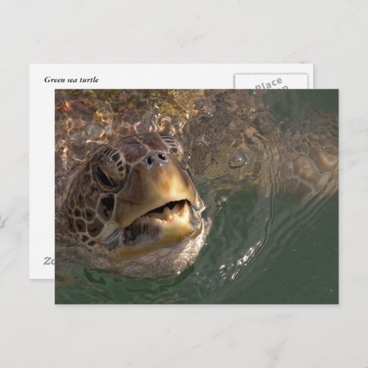 Groen Zee Turtle Briefkaart (Voorkant / Achterkant)