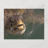 Groen Zee Turtle Briefkaart (Voorkant)
