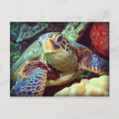 GROEN ZEE TURTLE HAWAII BRIEFKAART (Voorkant)
