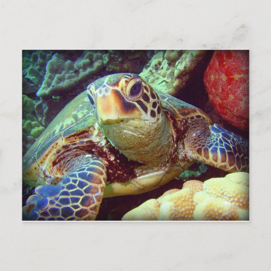 GROEN ZEE TURTLE HAWAII BRIEFKAART (Voorkant)