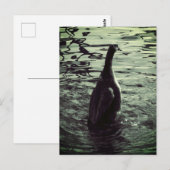 Groen Zwart Foto Eend Briefkaart (Voorkant / Achterkant)