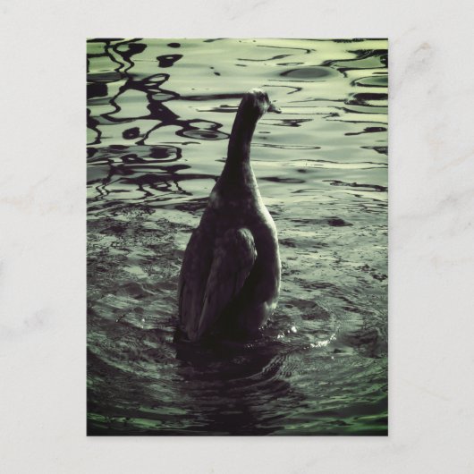 Groen Zwart Foto Eend Briefkaart (Voorkant)