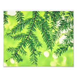Groenblijvende Natuur Pijnbomen Groen Fijne Kunst Foto Afdruk