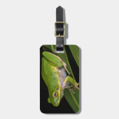 Groenboomkikker (Hyla cinerea) 2 Bagagelabel (Voorkant verticaal)