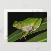 Groenboomkikker (Hyla cinerea) 2 Briefkaart (Voorkant / Achterkant)