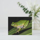 Groenboomkikker (Hyla cinerea) 2 Briefkaart (Staand voorkant)