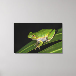 Groenboomkikker (Hyla cinerea) 2 Canvas Afdruk