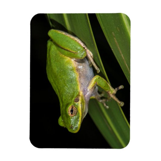 Groenboomkikker (Hyla cinerea) 2 Magneet (Verticaal)