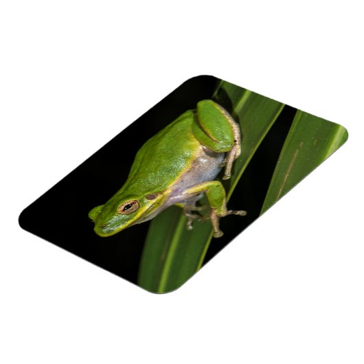 Groenboomkikker (Hyla cinerea) 2 Magneet (Linkerzijde)