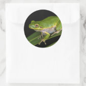 Groenboomkikker (Hyla cinerea) 2 Ronde Sticker (Tas)