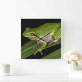 Groenboomkikker (Hyla cinerea) 2 Vierkante Klok (Huis)