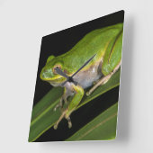 Groenboomkikker (Hyla cinerea) 2 Vierkante Klok (Hoek)