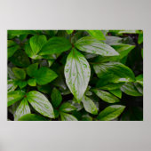 Groene aarde, poster (Voorkant)