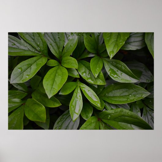 Groene aarde, poster (Voorkant)