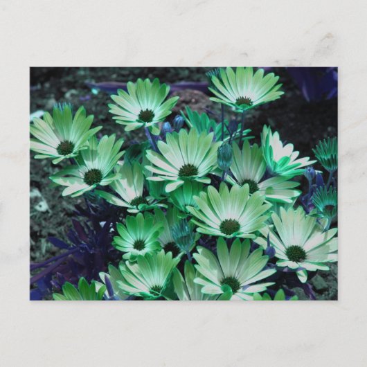 Groene Afrikaanse madeliefjes bloem gepersonalisee Briefkaart (Voorkant)