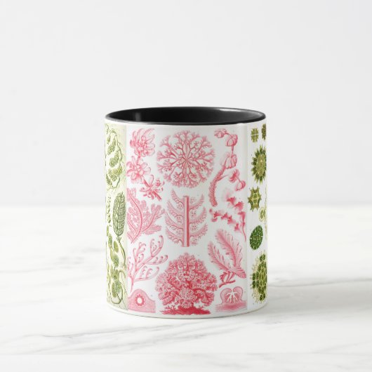 groene algen , diverse , haeckel mok (Midden)