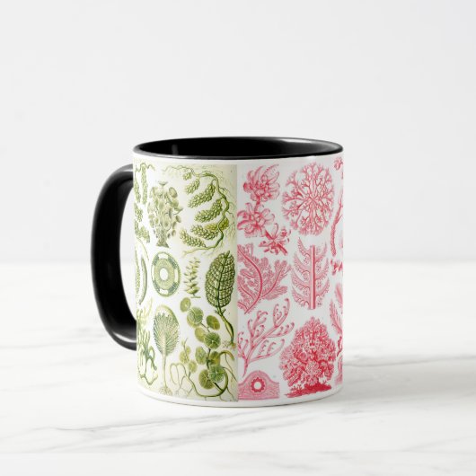 groene algen , diverse , haeckel mok (Voorkant links)