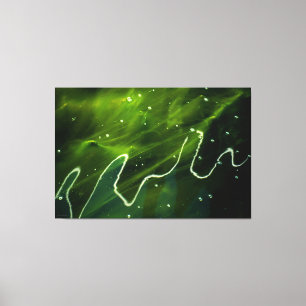 Groene algen en water 60x40 (150x100cm) canvas afdruk