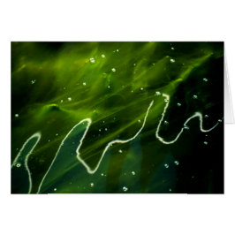 Groene algen en water gcna