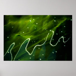 Groene algen en waterwapcnm poster