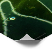 Groene algen en waterwapn poster (Hoek)