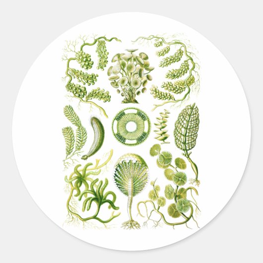 Groene algen ronde sticker (Voorkant)