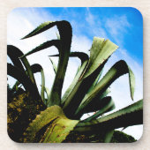 Groene Aloë Plant met Bright Blue Sky Bier Onderzetter (Voorkant)