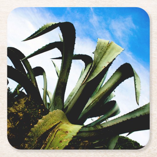 Groene Aloë Plant met Bright Blue Sky Kartonnen Onderzetters (Voorkant)