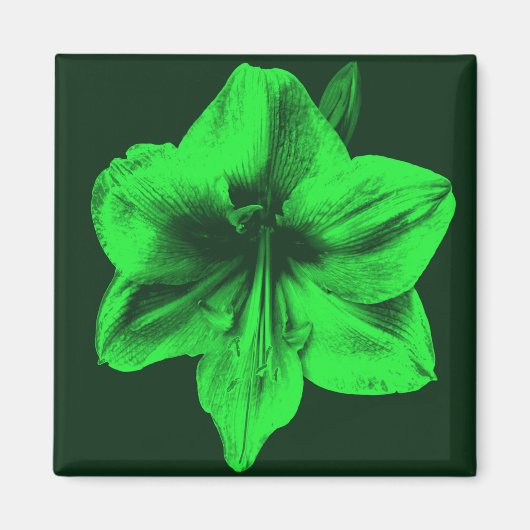 Groene Amaryllis Magneet (Voorkant)