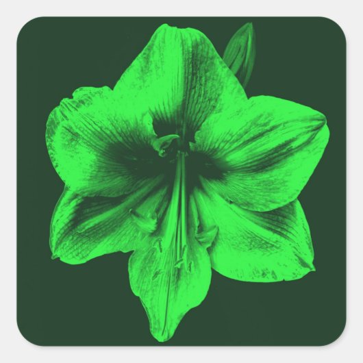 Groene Amaryllis Vierkante Sticker (Voorkant)