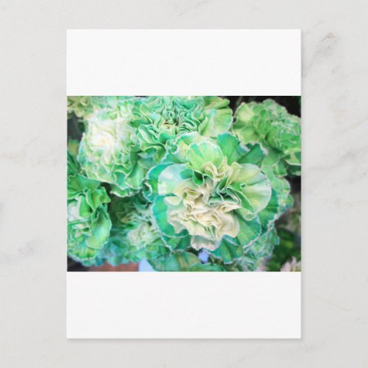 Groene annatie briefkaart (Voorkant)