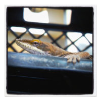 Groene Anole Hagedis Kleur Prints