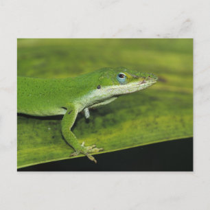 Groene anolis, Anolis carolinensis, volwassene op  Briefkaart
