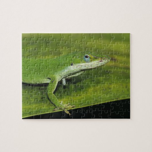Groene anolis, Anolis carolinensis, volwassene op Legpuzzel (Horizontaal)