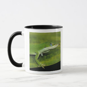 Groene anolis, Anolis carolinensis, volwassene op  Mok