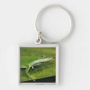 Groene anolis, Anolis carolinensis, volwassene op Sleutelhanger
