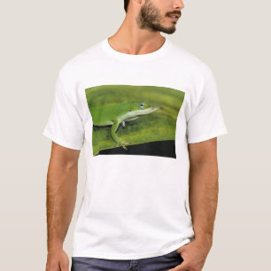 Groene anolis, Anolis carolinensis, volwassene op  T-shirt