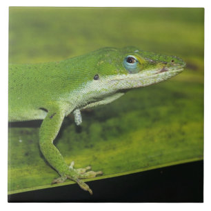 Groene anolis, Anolis carolinensis, volwassene op  Tegeltje