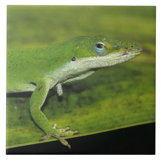 Groene anolis, Anolis carolinensis, volwassene op Tegeltje (Voorkant)