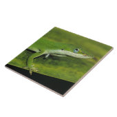 Groene anolis, Anolis carolinensis, volwassene op Tegeltje (Zijkant)