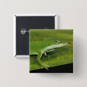 Groene anolis, Anolis carolinensis, volwassene op Vierkante Button 5,1 Cm (Voorkant /achterkant)