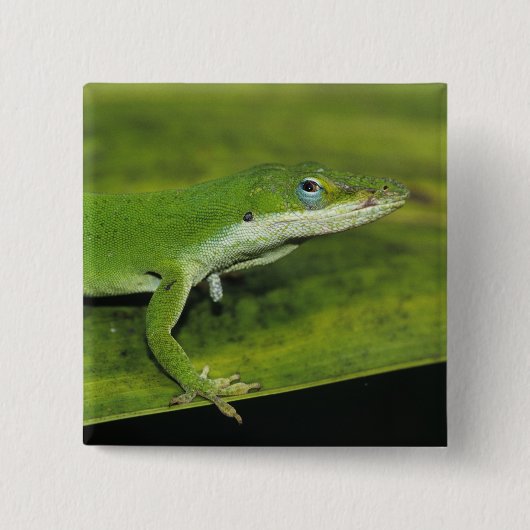 Groene anolis, Anolis carolinensis, volwassene op Vierkante Button 5,1 Cm (Voorkant)
