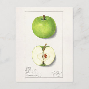 Groene appelen (Malus Domestica) Vruchtschildering Briefkaart