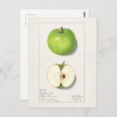 Groene appelen (Malus Domestica) Vruchtschildering Briefkaart (Voorkant / Achterkant)