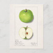 Groene appelen (Malus Domestica) Vruchtschildering Briefkaart (Voorkant)