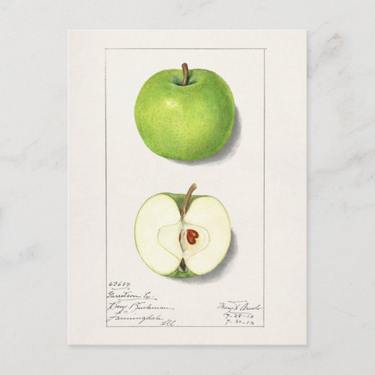 Groene appelen (Malus Domestica) Vruchtschildering Briefkaart (Voorkant)